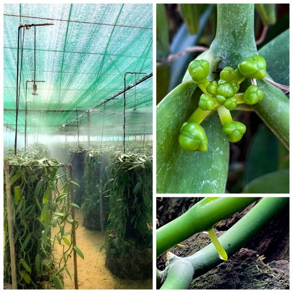 Ensayos en el cultivo de vainilla - Madagascar