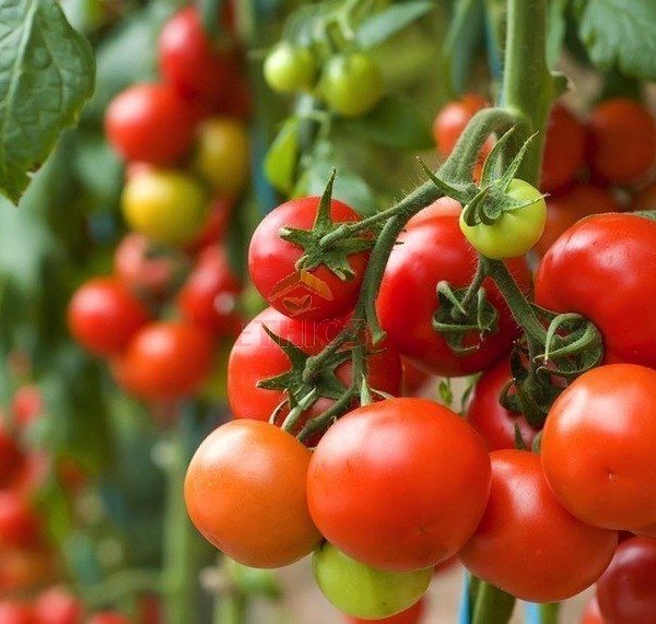 Test of new biostimulants in tomato