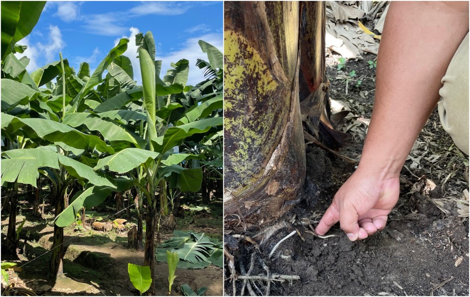 Promisol Essais au Guatemala avec Mucigel® et Nemakomplet® :: PROMISOL ...